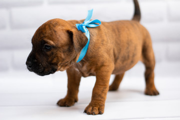 grooming staff; Staffordshire Terrier; boxer; fighting