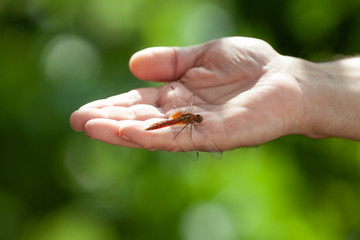 Beautiful little dragonfly on a hand