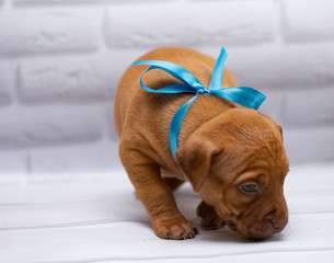 grooming staff; Staffordshire Terrier; boxer; fighting