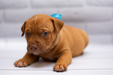grooming staff; Staffordshire Terrier; boxer; fighting