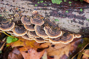 Turkey tail mushrooms (Trametes versicolor) growing on a tree
