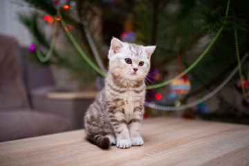 kitten scottish british cat burma munchkin animals