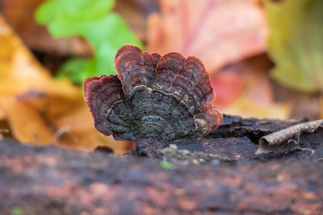 False turkey tail mushroom (Stereum ostrea) growing on a log