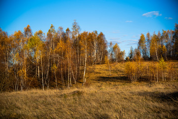 Fototapeta premium Birch tree in the fall season