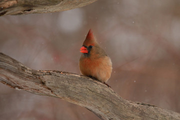 Female Cardinal