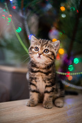 kitten scottish british cat burma munchkin animals