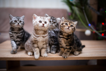 Scottish british kittens new year photo shoot 2022 animals posing