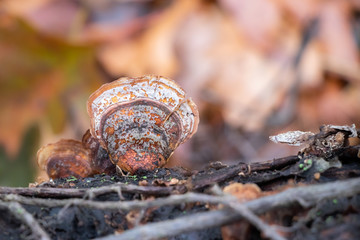 False turkey tail mushroom (Stereum ostrea) growing on a log
