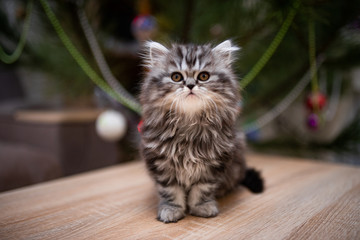 kitten scottish british cat burma munchkin animals