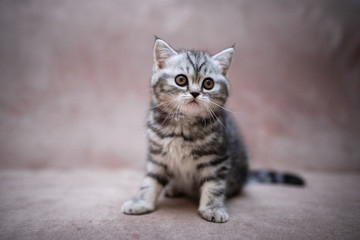 Fototapeta na wymiar Scottish british kittens new year photo shoot 2022 animals posing