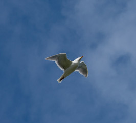 seagull flying in the blue sky