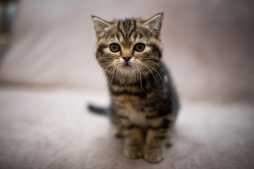 kitten scottish british cat burma munchkin animals