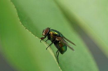 fly on leaf