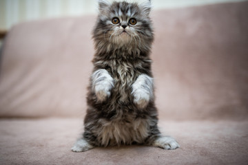 kitten scottish british cat burma munchkin animals