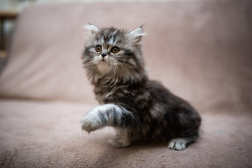 kitten scottish british cat burma munchkin animals