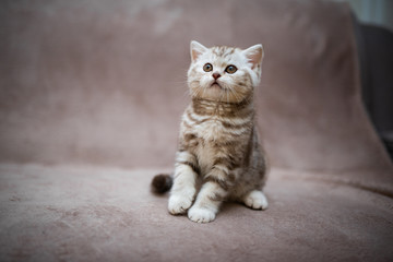 kitten scottish british cat burma munchkin animals