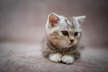 kitten scottish british cat burma munchkin animals