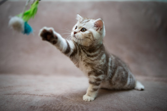 Scottish british kittens new year photo shoot 2022 animals posing