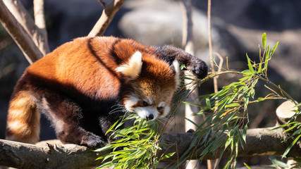 竹の葉を食べるレッサーパンダ