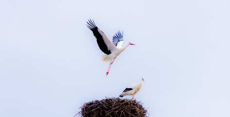 Storchennest, Storche, Nest, V&ouml;gel, Vogelnest, Zugv&ouml;gel