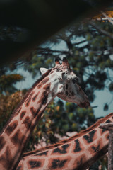 Animals
