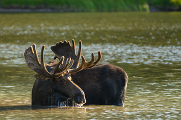 Water Streams From Moose’s Head