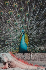 Fototapeta premium Animals