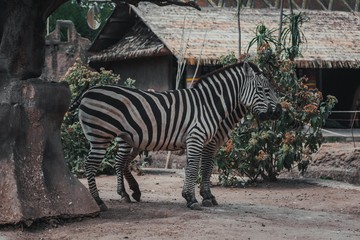 Animals