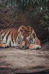 Fototapeta premium Animals