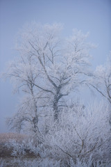 Fototapeta na wymiar Winter wonderland
