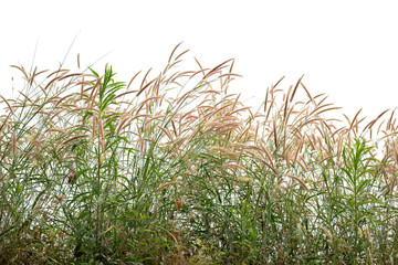 Reeds of grass isolated and white background. - obrazy, fototapety, plakaty