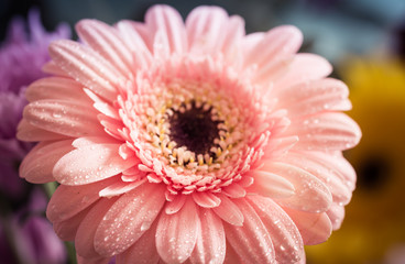 Obraz na płótnie Canvas macro photo on pink Gerbera flower petals covered by water drops.