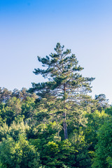 pine tree on background of blue sky