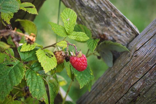 Close-Up Of Raspberry Growing On Tree