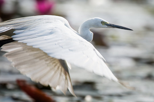 Close-Up Of Little Egret Flying Over Lake