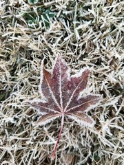 Frosty Leaf