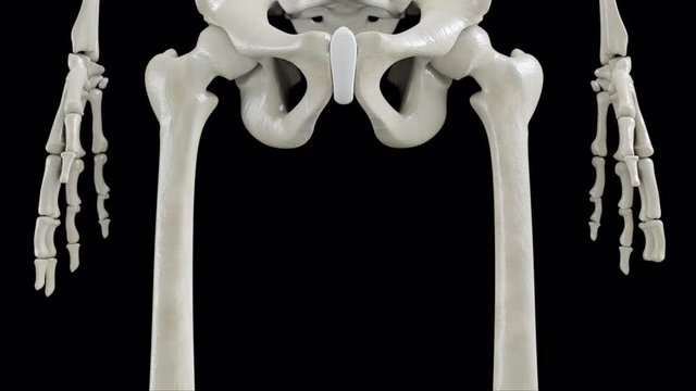 A complete realistic human skeleton seen from the front and up close
Excellent rendering for scientific or medical studies and research
