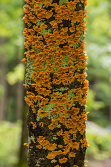 Flaky Orange Fungus Grows on Tree Trunk