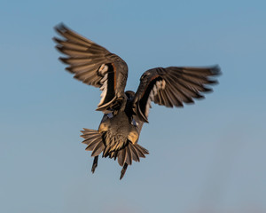 Northern Pintail Drake in flight