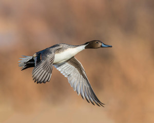 Northern Pintail Drake in flight