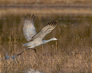 Sandhill Crane at Bosque Del Apache National Wildlife Refuge © David McGowen