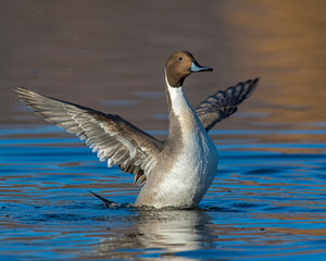 Northern Pintail Drake 