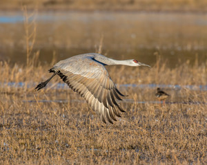 Sandhill Crane at Bosque Del Apache National Wildlife Refuge
