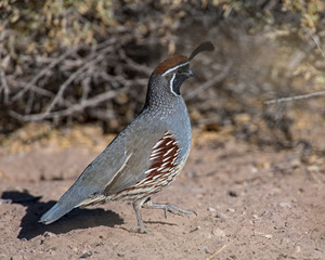 Male Gambel's Quail