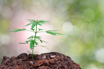 Planting cannabis indica for medicinal purposes.