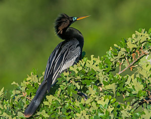 Anhinga perched in a tree