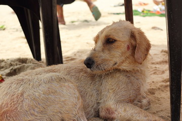 Stray dog at the beach. They are homeless, adorable, ask for food, lie down near you and live this way