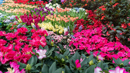 Beautiful Colorful flower in garden nature in spring,beautiful nature background.