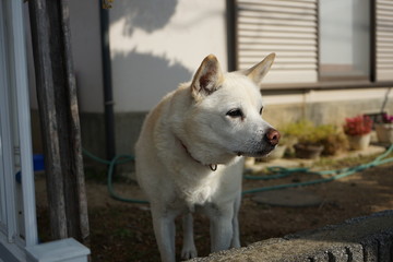 お庭の愛犬