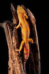 macro photo of leopard gecko on the wood in the forest, isolated on black background